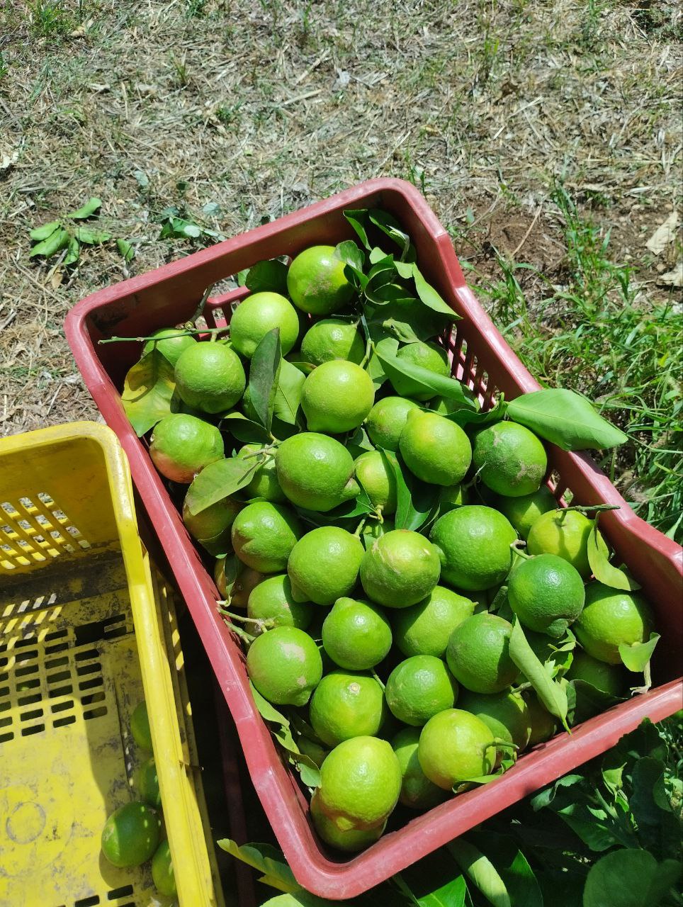 Limoni Verdelli