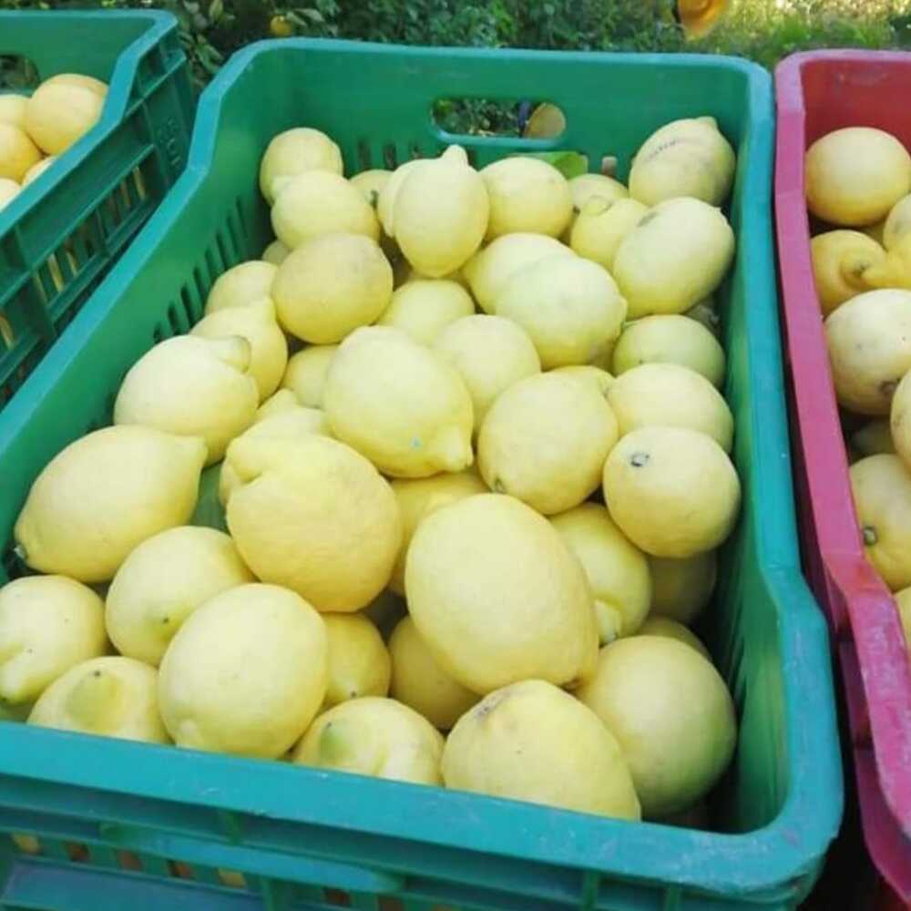 Limoni Zagara Bianca Freschi e Non Trattati