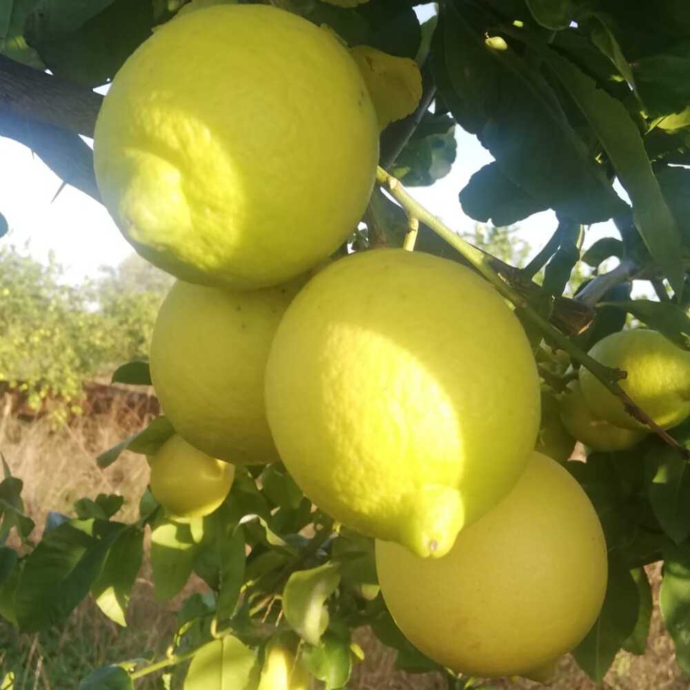 Limoni Zagara Bianca Freschi e Non Trattati