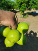 Limoni Verdelli